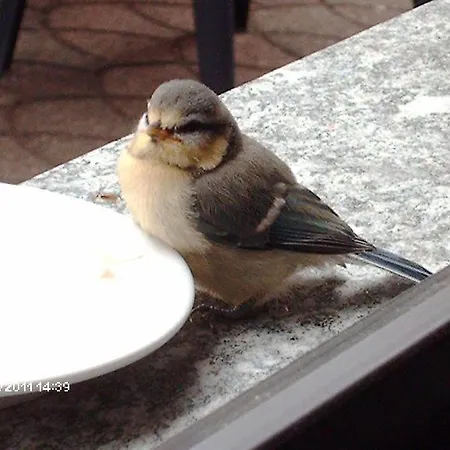 Ξενοδοχείο La Capannina 3*