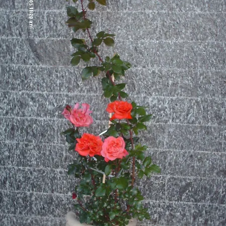 Ξενοδοχείο La Capannina Massino Visconti