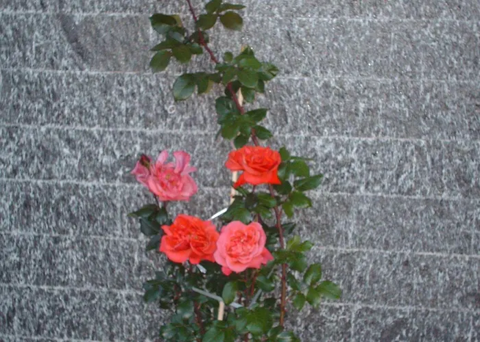 호텔 La Capannina 마씨모비스꼰띠